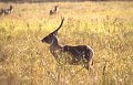 Antilope1