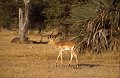 Antilope2
