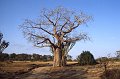 Baobab1