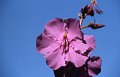 Bloem14