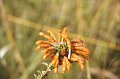 Bloem5