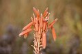 Bloem6