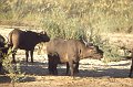 Buffels3