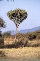 Euphorbia1