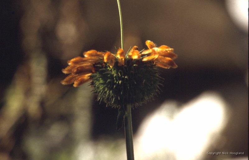 Bloem1.jpg
