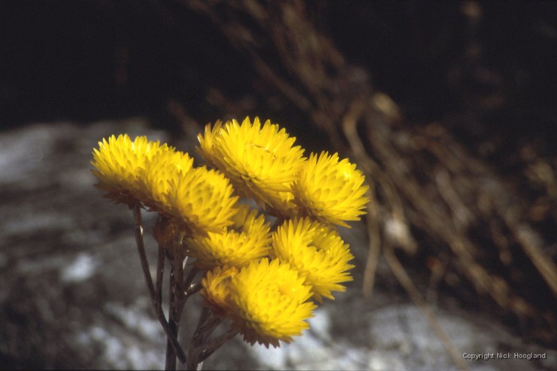 Bloem2.jpg