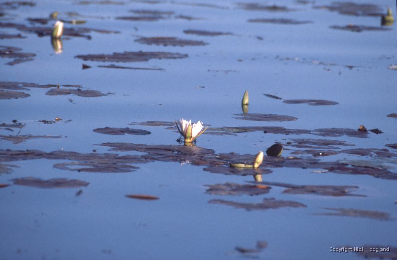 Bloem6.jpg