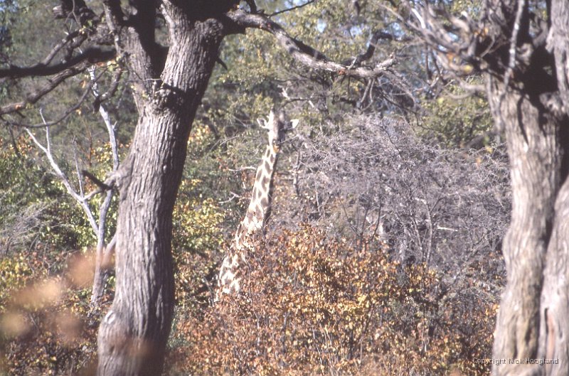 Giraffe1.jpg