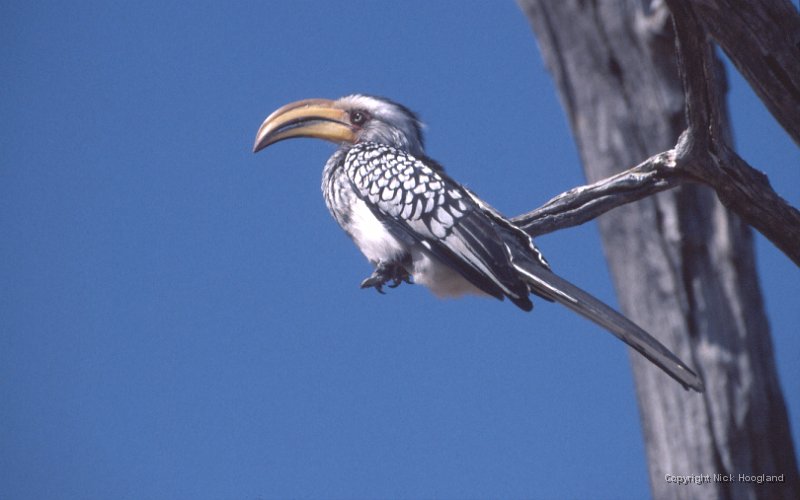 Hornbill1.jpg