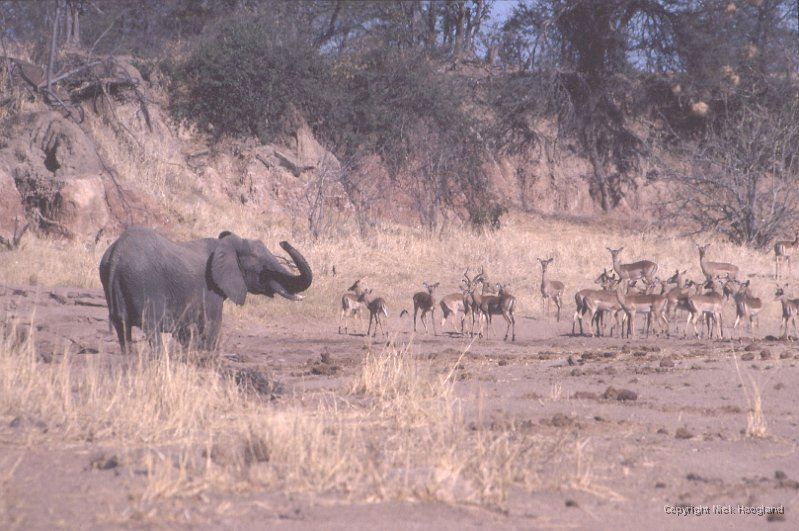 Olifant2.jpg