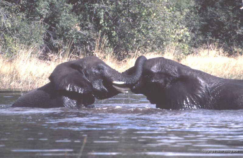 Olifant3.jpg