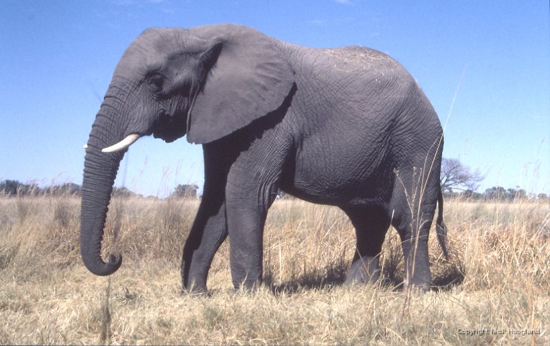 Olifant5.jpg