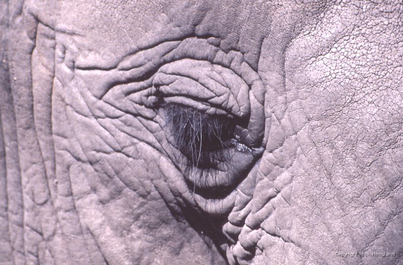 Olifant6.jpg