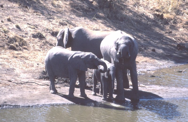 Olifant7.jpg