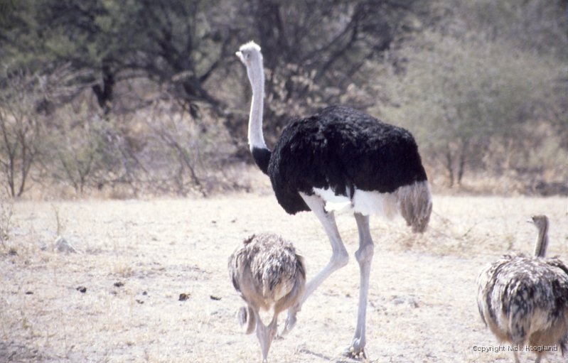 Struisvogel1.jpg