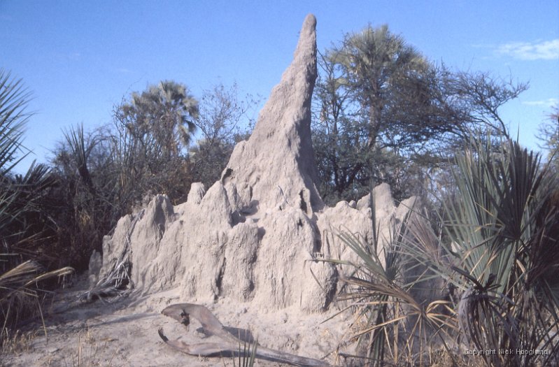 Termietenheuvel1.jpg
