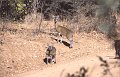 Antilope1