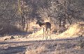 Antilope2