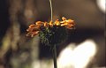 Bloem1