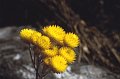 Bloem2
