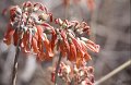 Bloem5