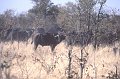 Buffel1