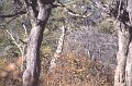 Giraffe1