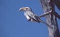 Hornbill1
