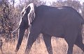 Olifant1