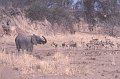 Olifant2