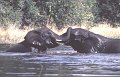 Olifant3