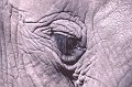 Olifant6