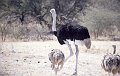 Struisvogel1
