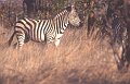 Zebra1