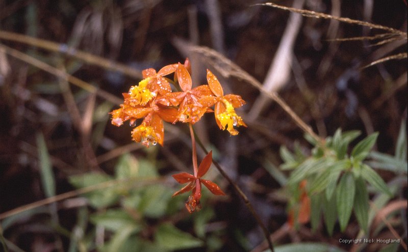 Bloem11.jpg