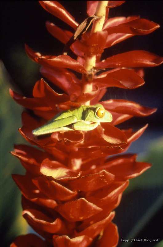 Bloem12.jpg