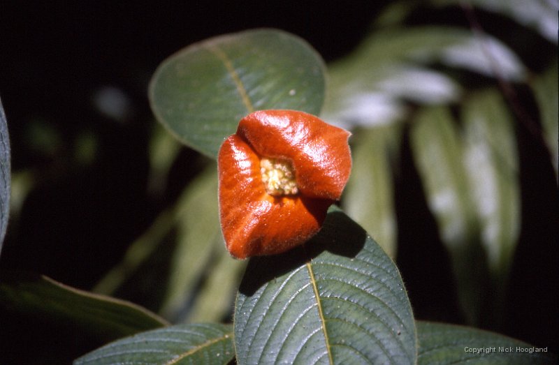 Bloem6.jpg