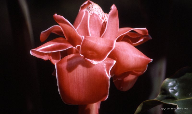 Bloem9.jpg
