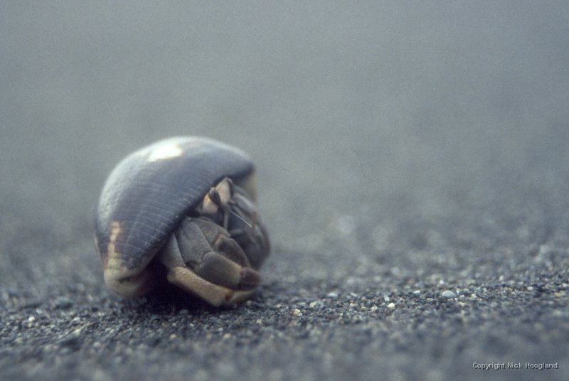 Kreeft1.jpg