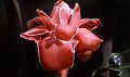 Bloem9