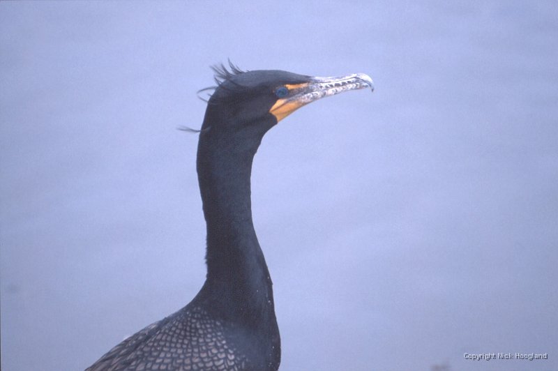 Aalscholver2.jpg