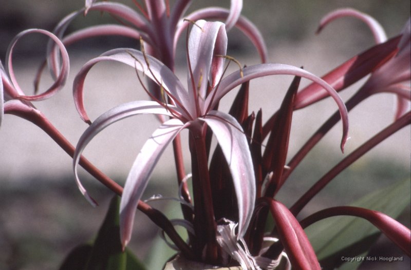 Bloem6.jpg