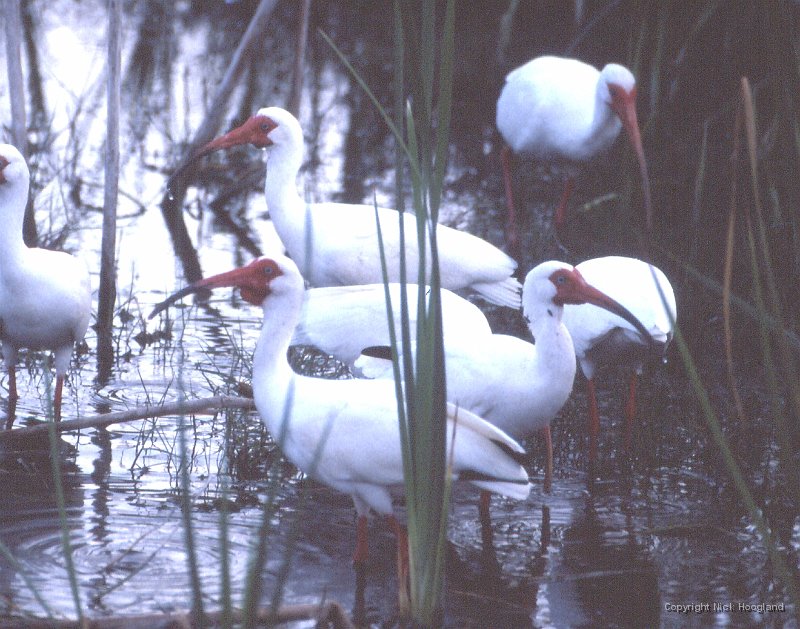 Ibis1.jpg