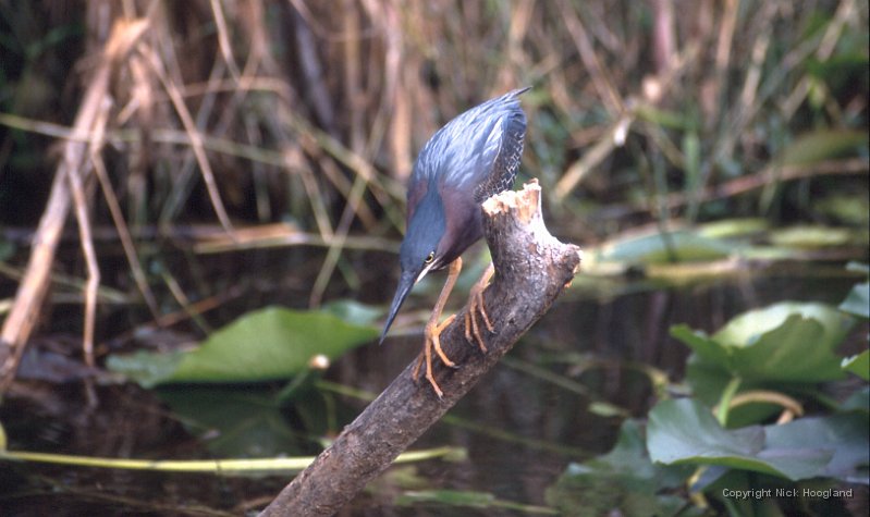 Reiger1.jpg