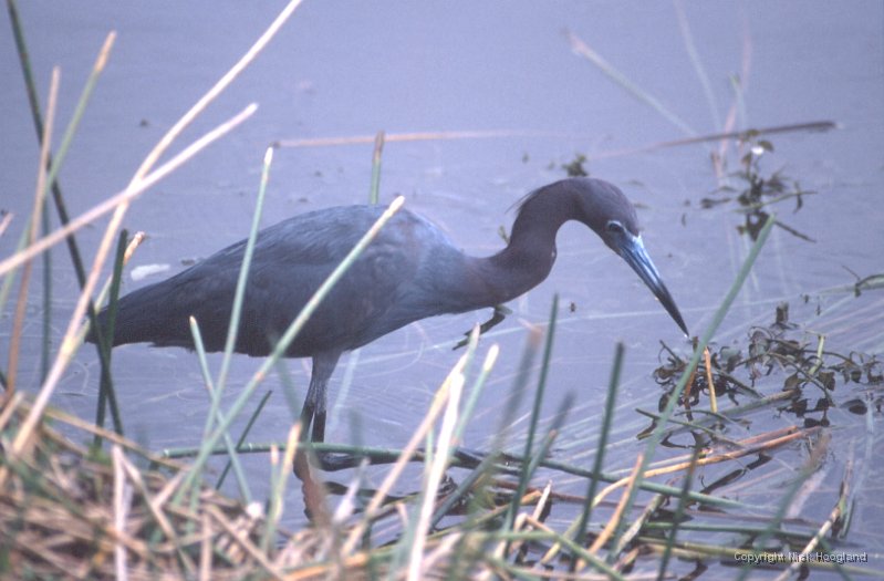 Reiger3.jpg