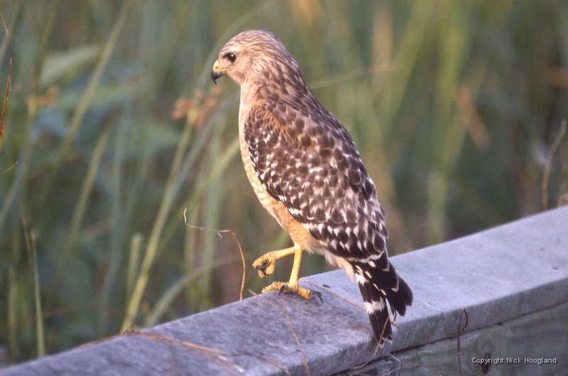 Roofvogel1.jpg