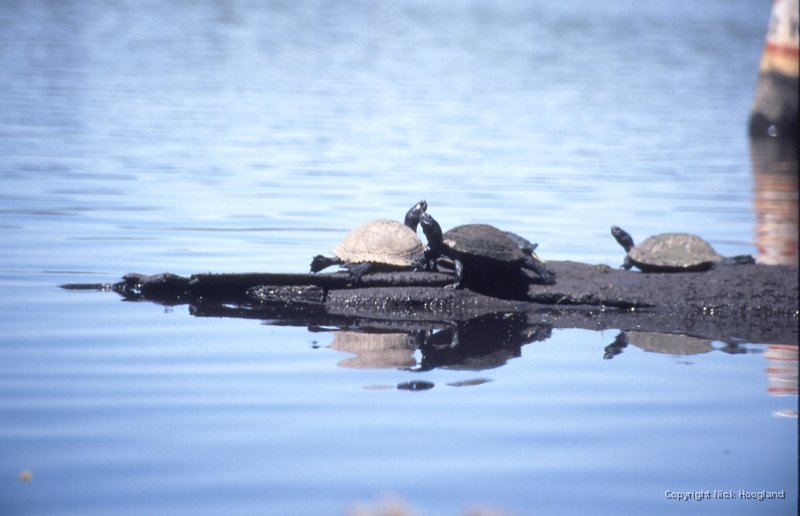 Schildpad1.jpg