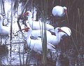 Ibis1