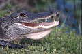 Krokodil1