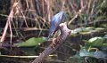 Reiger1